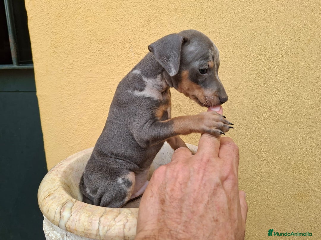 Pinscher Miniatura perros en venta: Mini Pincher colores exóticos  - Imagen 7