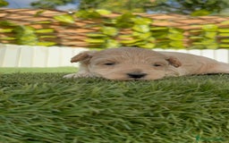 Maltipoo perros en venta: MALTIPOO  - Imagen 10