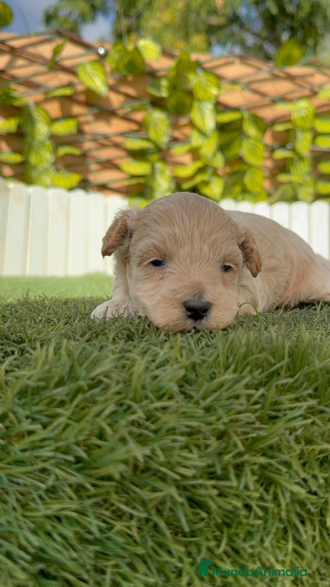 Maltipoo perros en venta: MALTIPOO  - Imagen 10