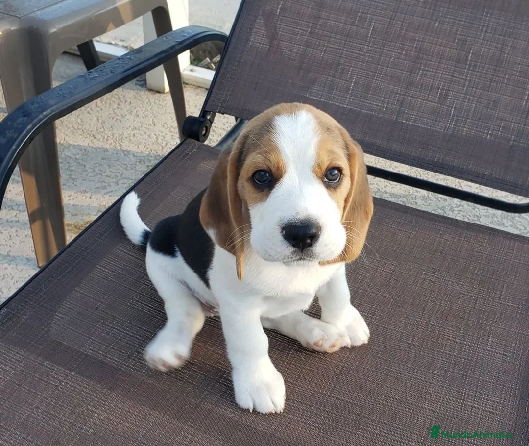 Beagle perros en venta: Camada de Beagle disponible para visitas 🐾🐶 - Anuncio 2