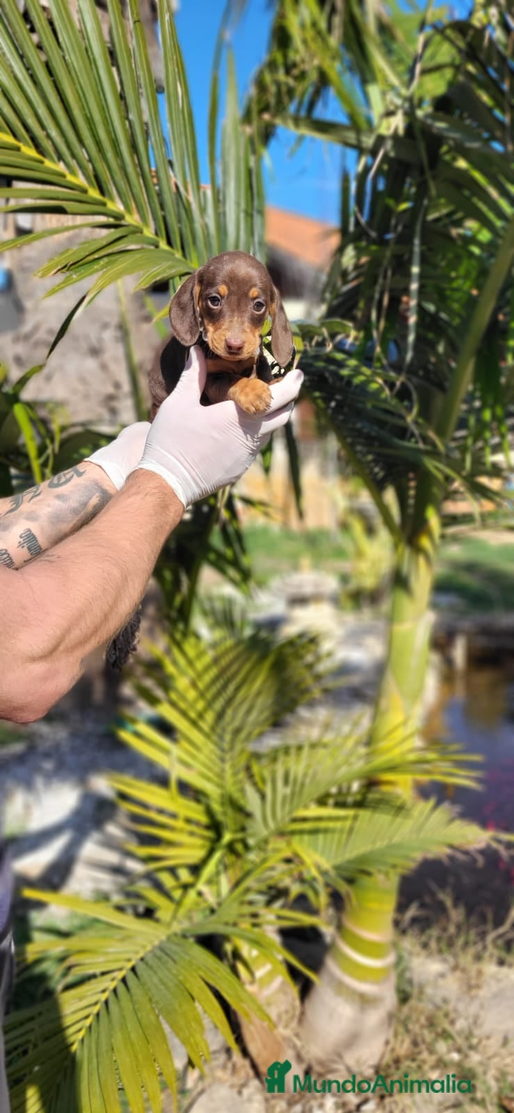 Teckel Miniatura perros Teckels miniaturas! Chocolates y negro fuegos! en Valencia - Anuncio 30