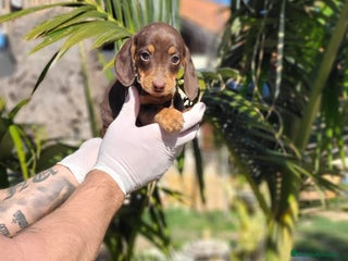 Teckel Miniatura perros en Valencia - Anuncio 11