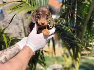Teckel Miniatura perros Teckels miniaturas! Chocolates y negro fuegos! en Valencia - Anuncio 18