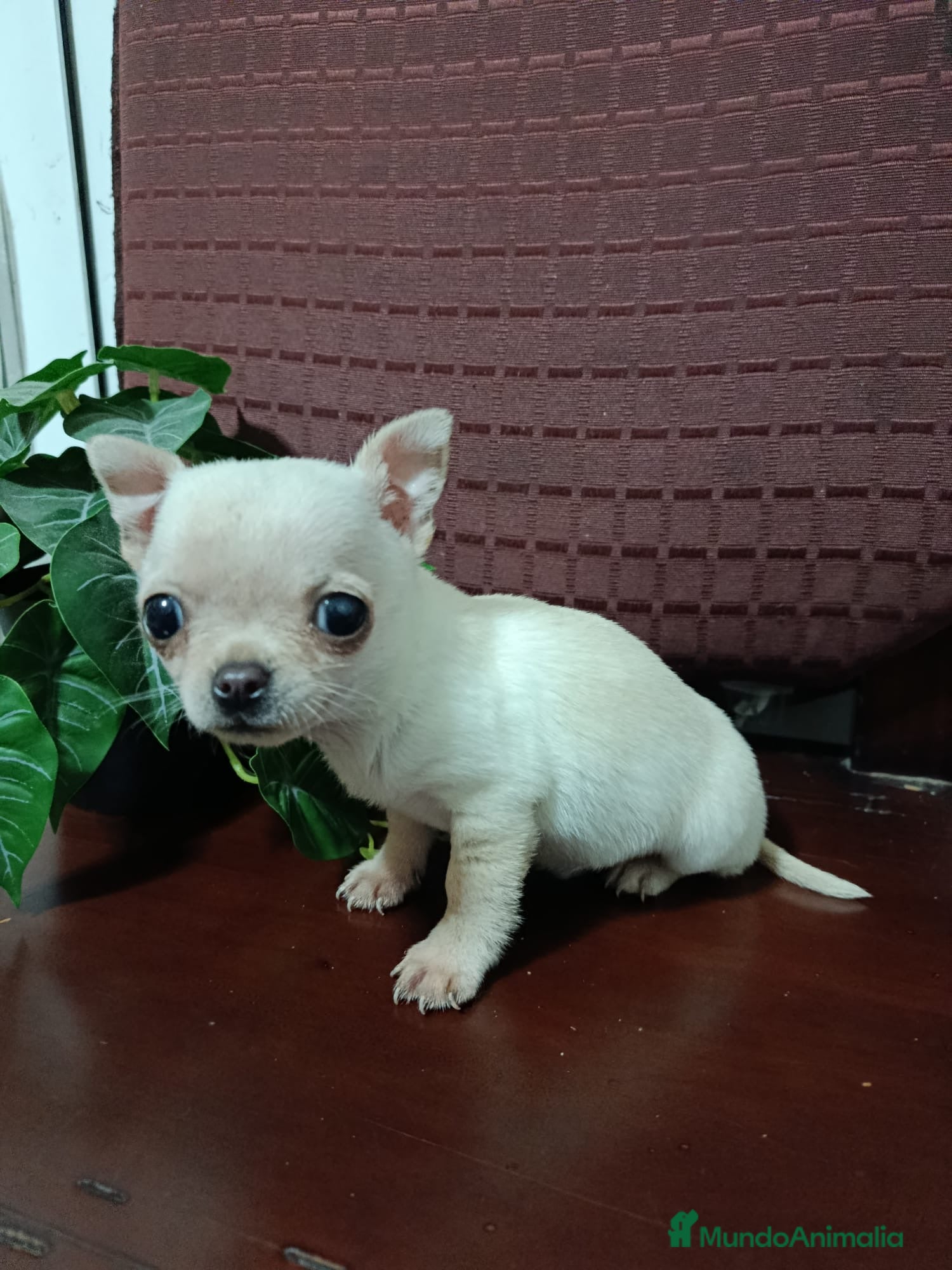 Chihuahua perros Chihuahua Toy macho blanquito - Anuncio 4