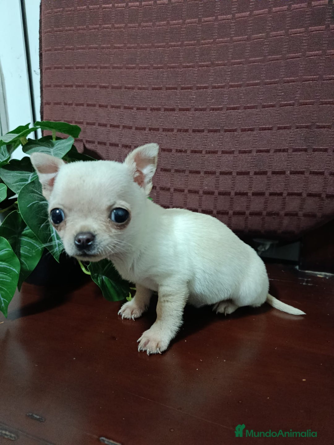 Chihuahua perros en venta: Chihuahua Toy macho blanquito - Anuncio 1