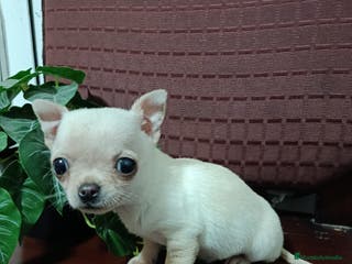 Chihuahua perros Chihuahua Toy macho blanquito - Anuncio 28