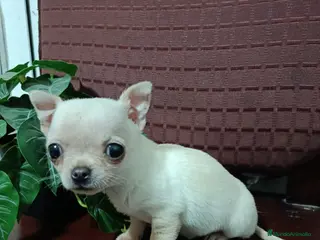 Chihuahua perros Chihuahua Toy macho blanquito - Anuncio 31