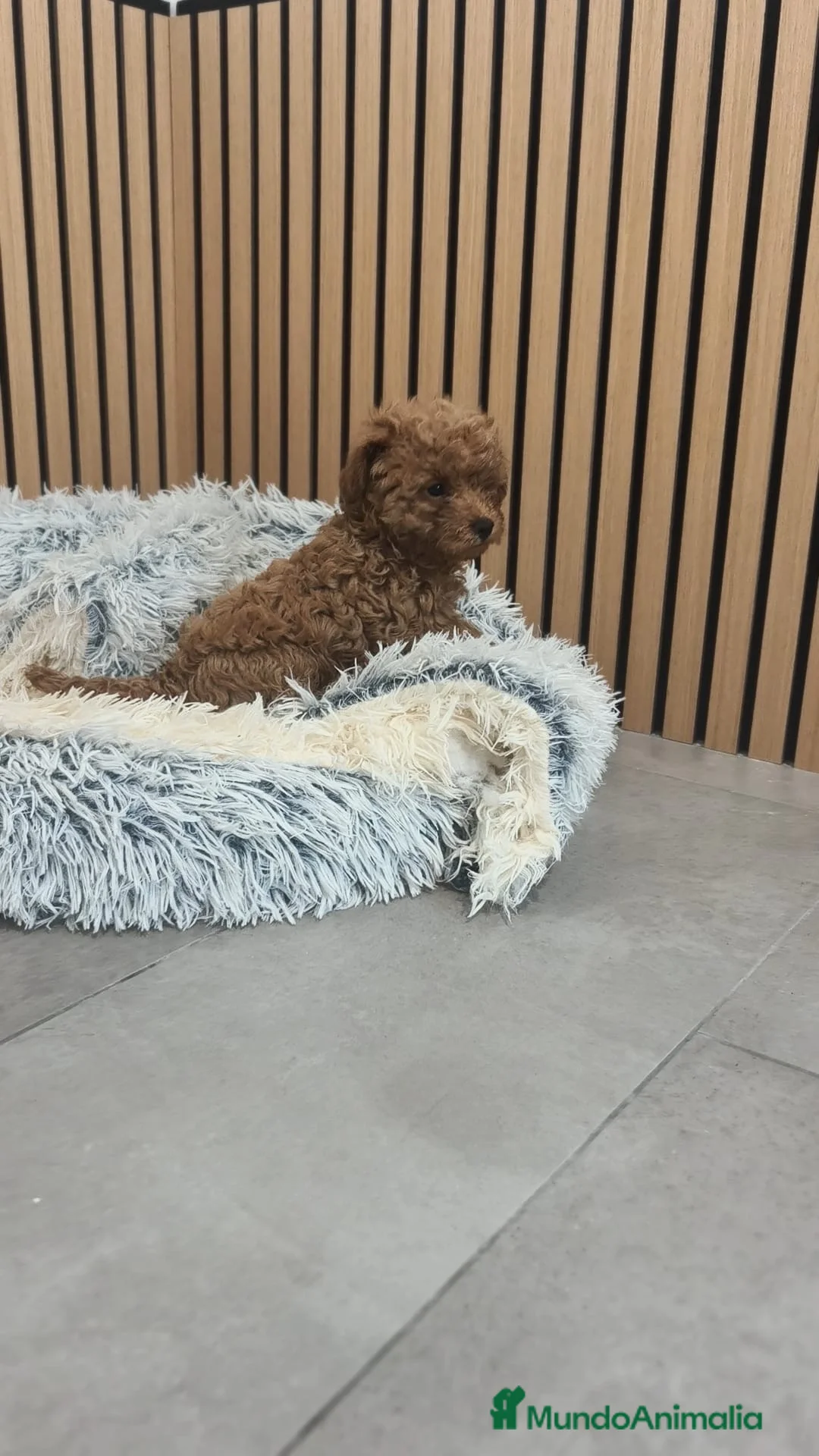 Caniche Toy perros en venta: Caniche  - Anuncio 2