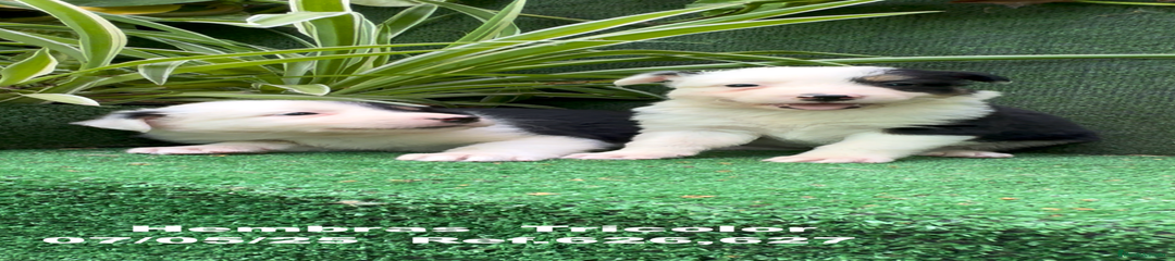 Border Collie Cachorro 7