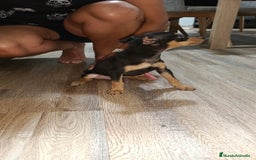 Pinscher Miniatura perros en venta: Mini pinche  - Imagen 6