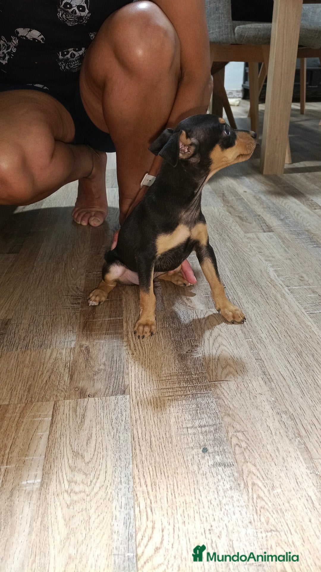 Pinscher Miniatura perros en venta: Mini pinche  - Imagen 6