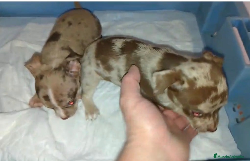 Chihuahua perros Chihuhuas - Anuncio 34