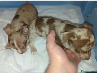 Chihuahua perros Chihuhuas - Anuncio 34