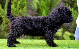 Perro de Agua Español perros en venta: CACHORRO MACHO PERRO DE AGUA  - Imagen 2