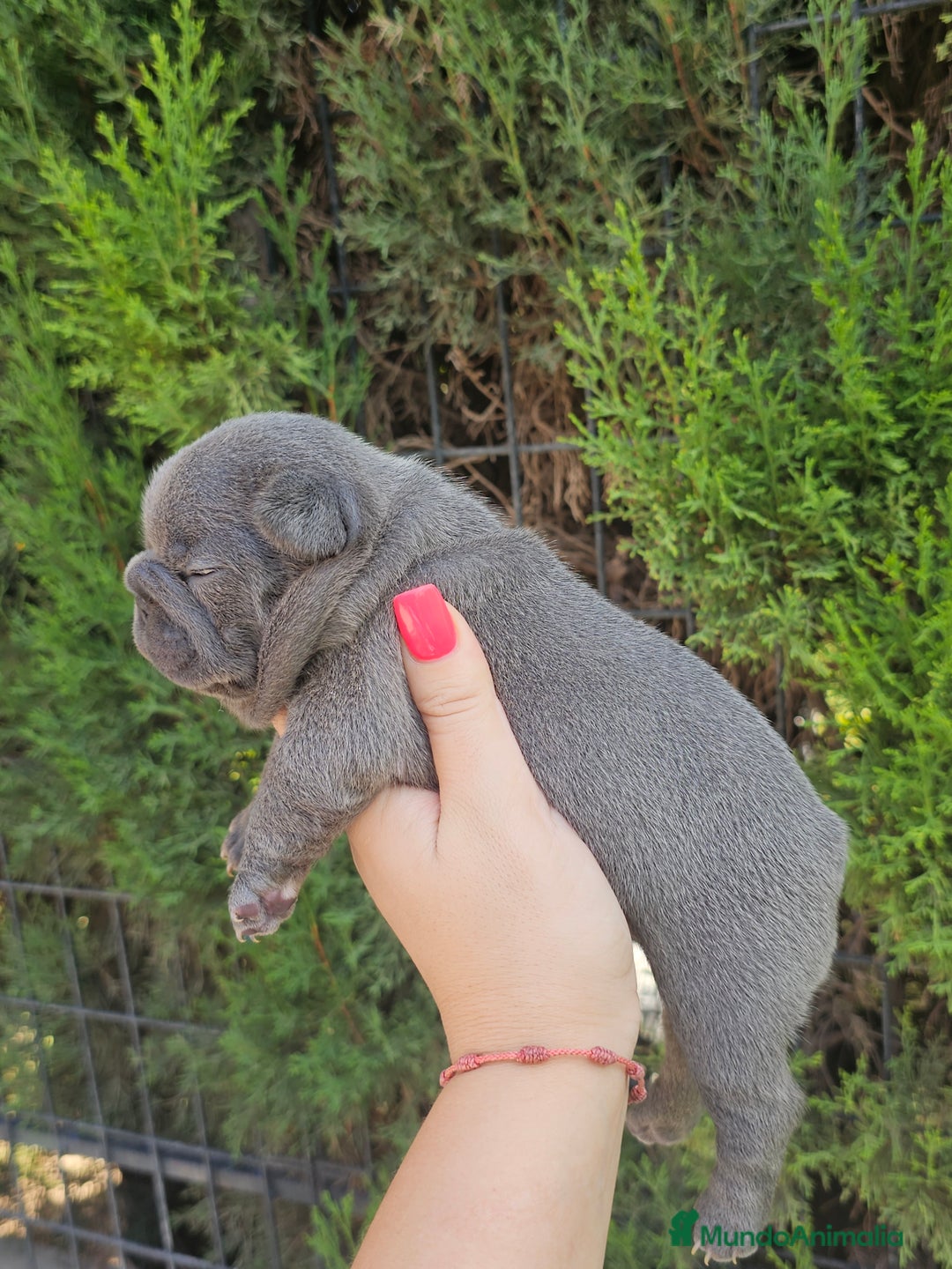 Bulldog Francés perros en venta: Bulldog francés exoticos  - Imagen 3