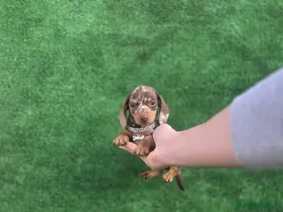 Teckel Miniatura perros TECKEL KANINCHEN & MINIATURA ARLEQUIN - Anuncio 1