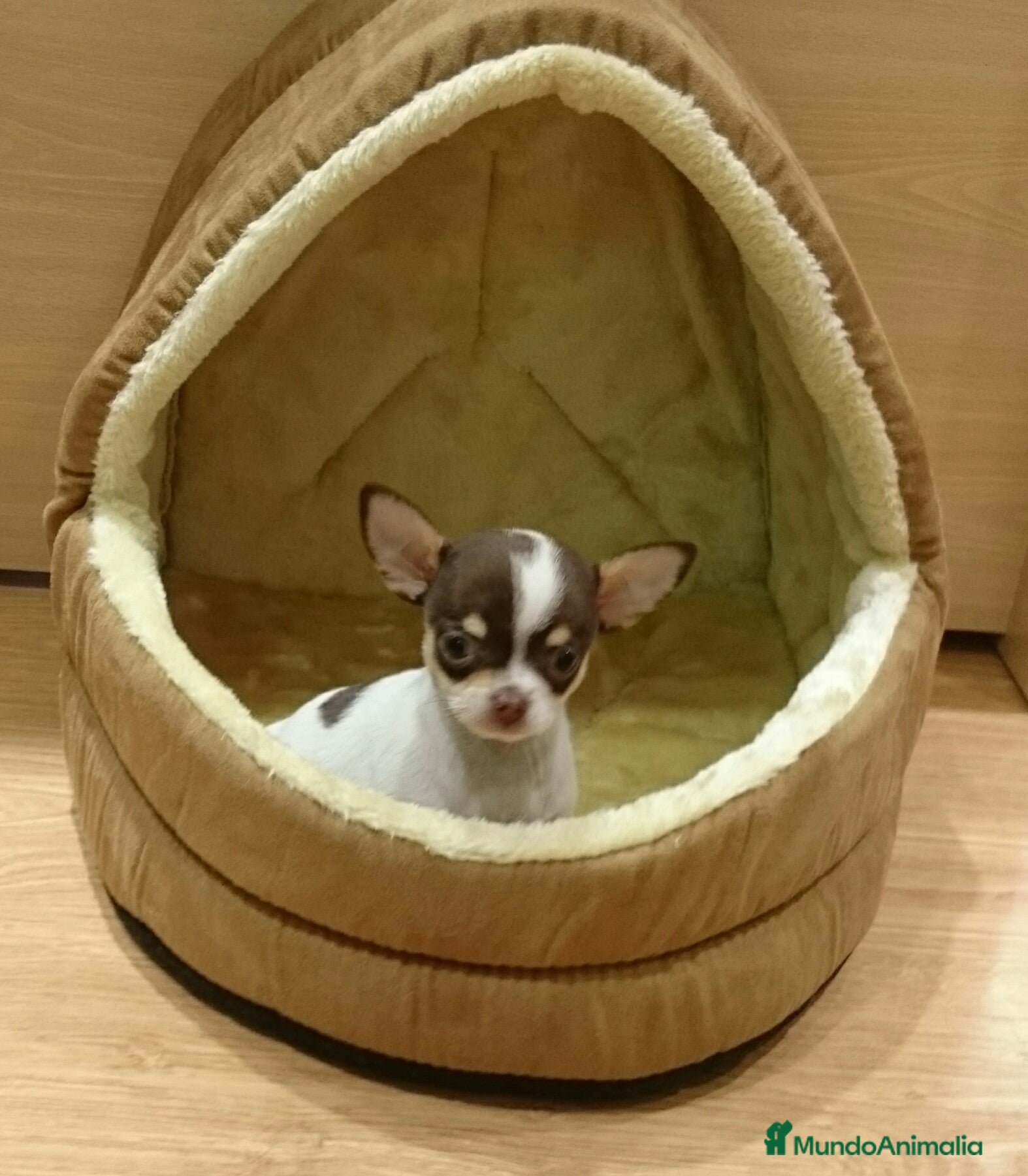 Chihuahua perros Chihuahua - Anuncio 1