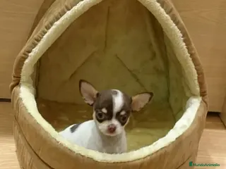 Chihuahua perros Chihuahua - Anuncio 1