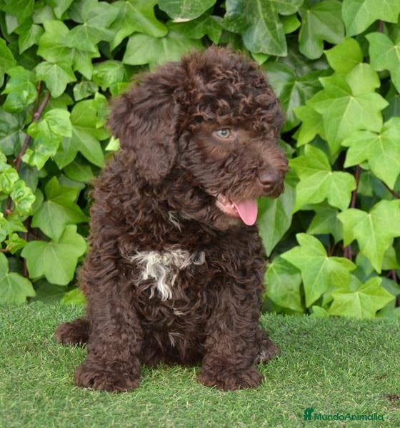 Perro de Agua Español perros CAMADA PERRO DE AGUA  - Anuncio 5