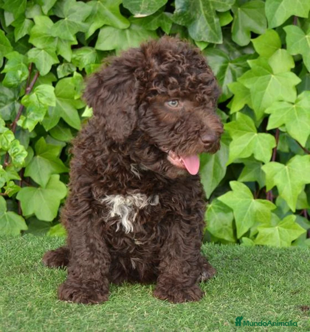 Perro de Agua Español perros en venta: CAMADA PERRO DE AGUA  - Anuncio 1