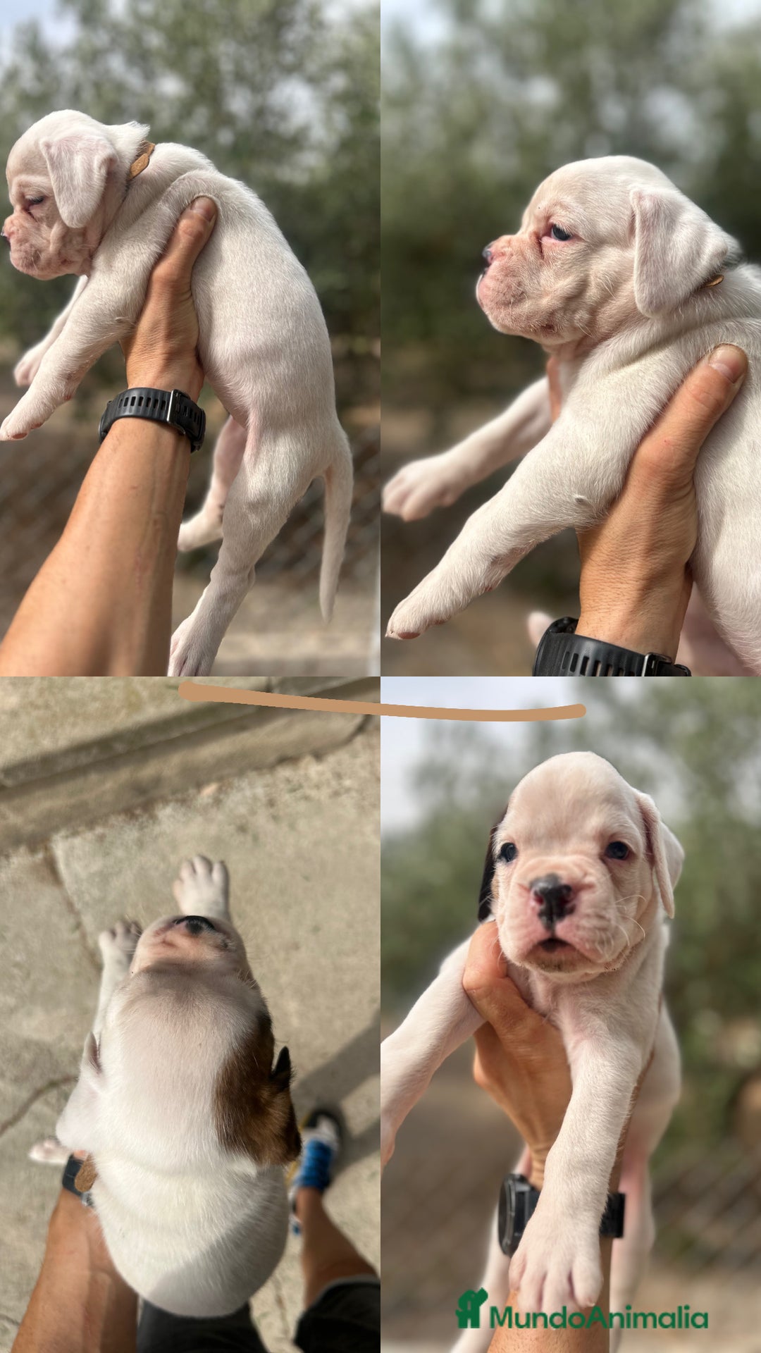 Boxer perros en venta: Boxer - Imagen 7