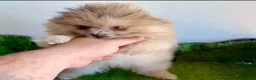 Pomerania perros en venta: Pomerañia toy - Anuncio 7