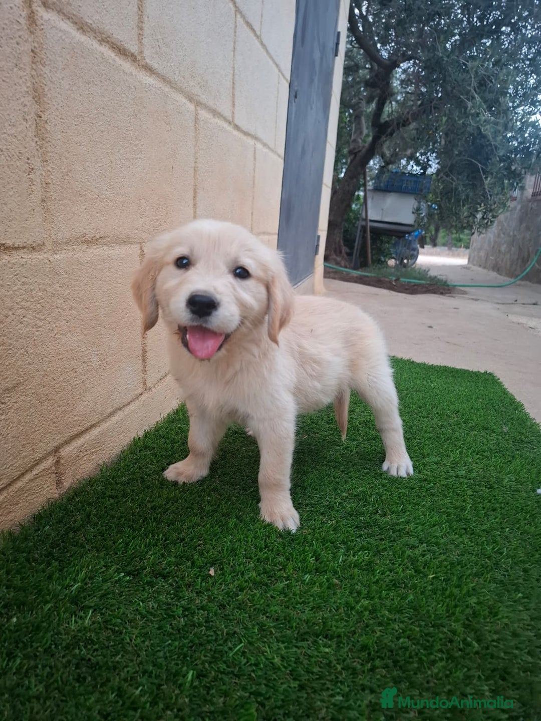 Golden Retriever perros en venta: Golden Retriever  - Imagen 3
