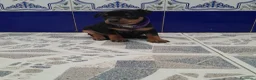 Pinscher Miniatura perros en venta: PINCHER MINIATURA - Anuncio 9