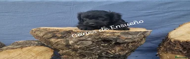 Maltipoo Cachorro 1