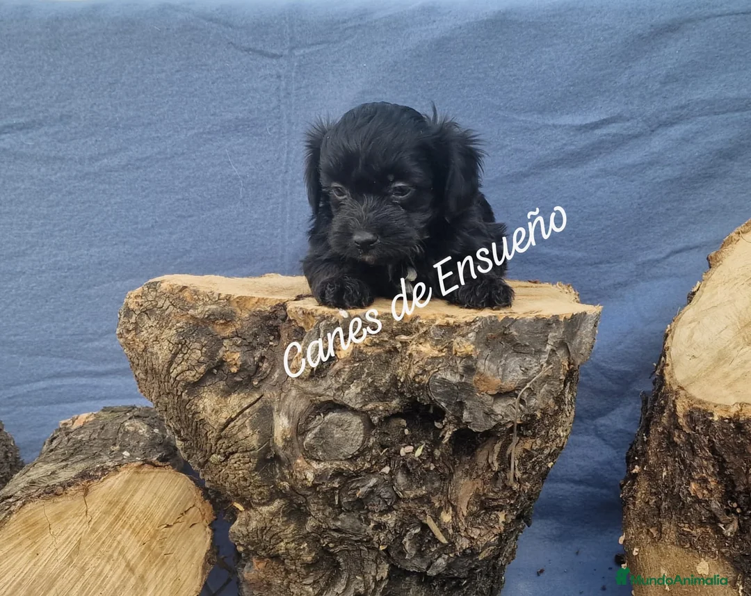 Maltipoo perros en venta: Maltipoo - Anuncio 2