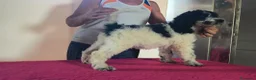 Caniche Gigante perros en venta: Caniches gigantes  - Anuncio 11