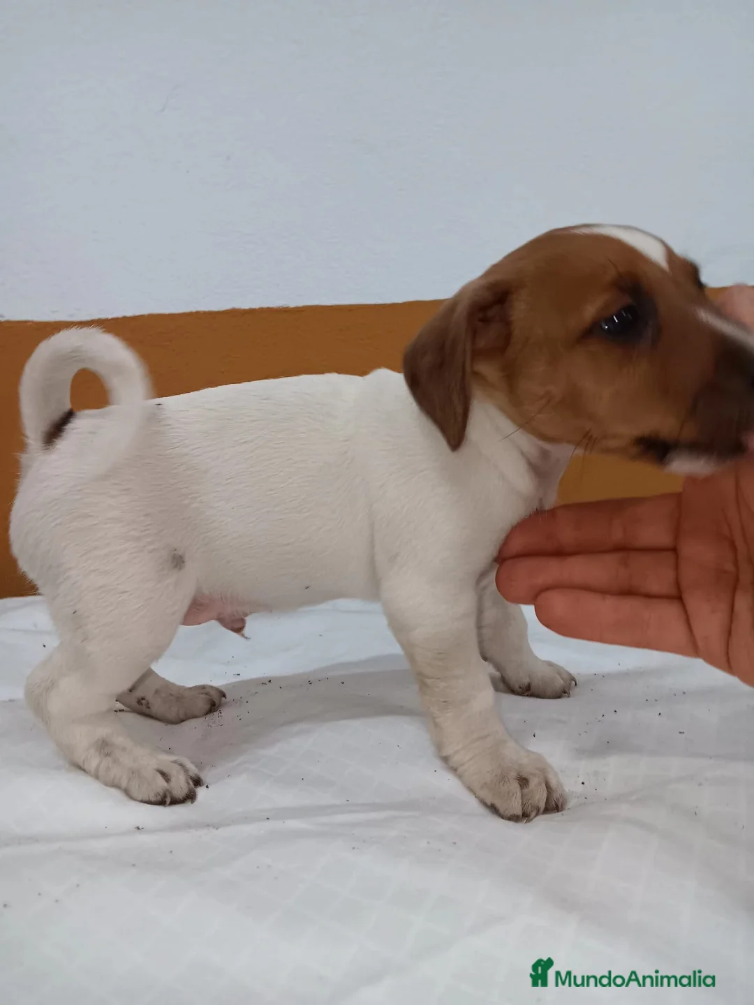 Jack Russell Terrier perros en venta: Jack Russell  - Anuncio 4