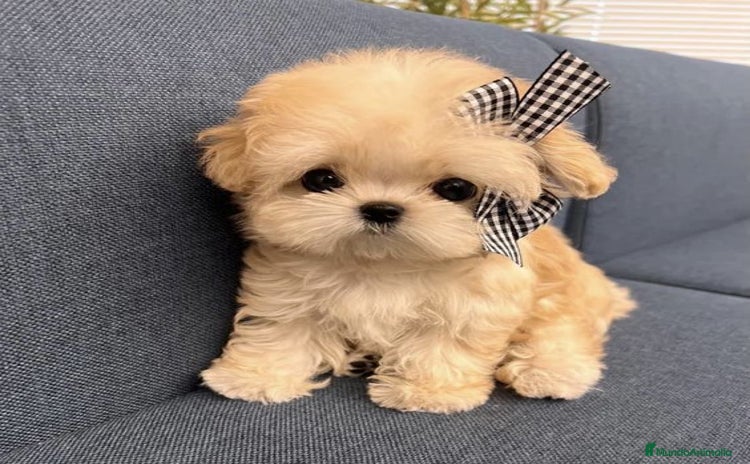 Maltipoo perros - Propaganda 13