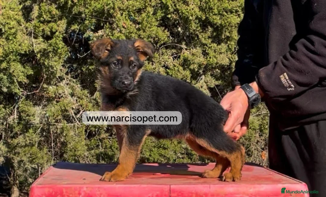 Pastor Alemán perros en venta: PASTOR ALEMAN EXCELENTE LINEA en Asturias - Anuncio 3