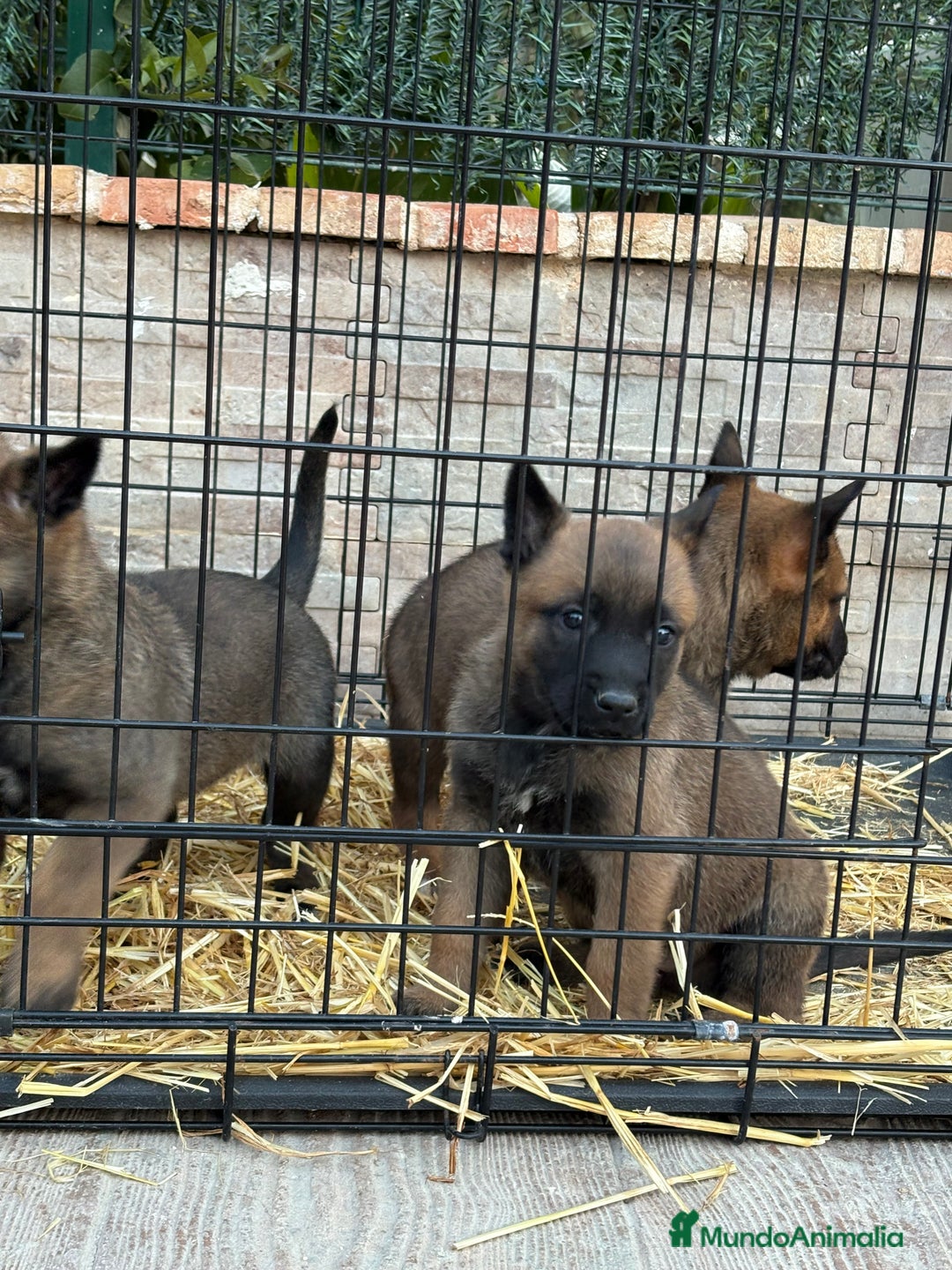 Pastor Belga Malinois perros en venta: Cachorros Malinois  - Anuncio 2