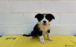 Border Collie perros en venta: Border Collie tranquilos y hermosos - Imagen 6