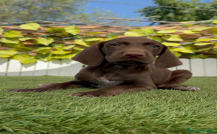 Braco Alemán de Pelo Corto perros - Propaganda 1