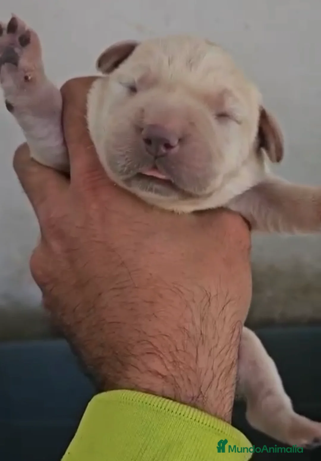 Labrador Retriever perros en venta: Espectacular camada de labrador retriever  - Anuncio 4