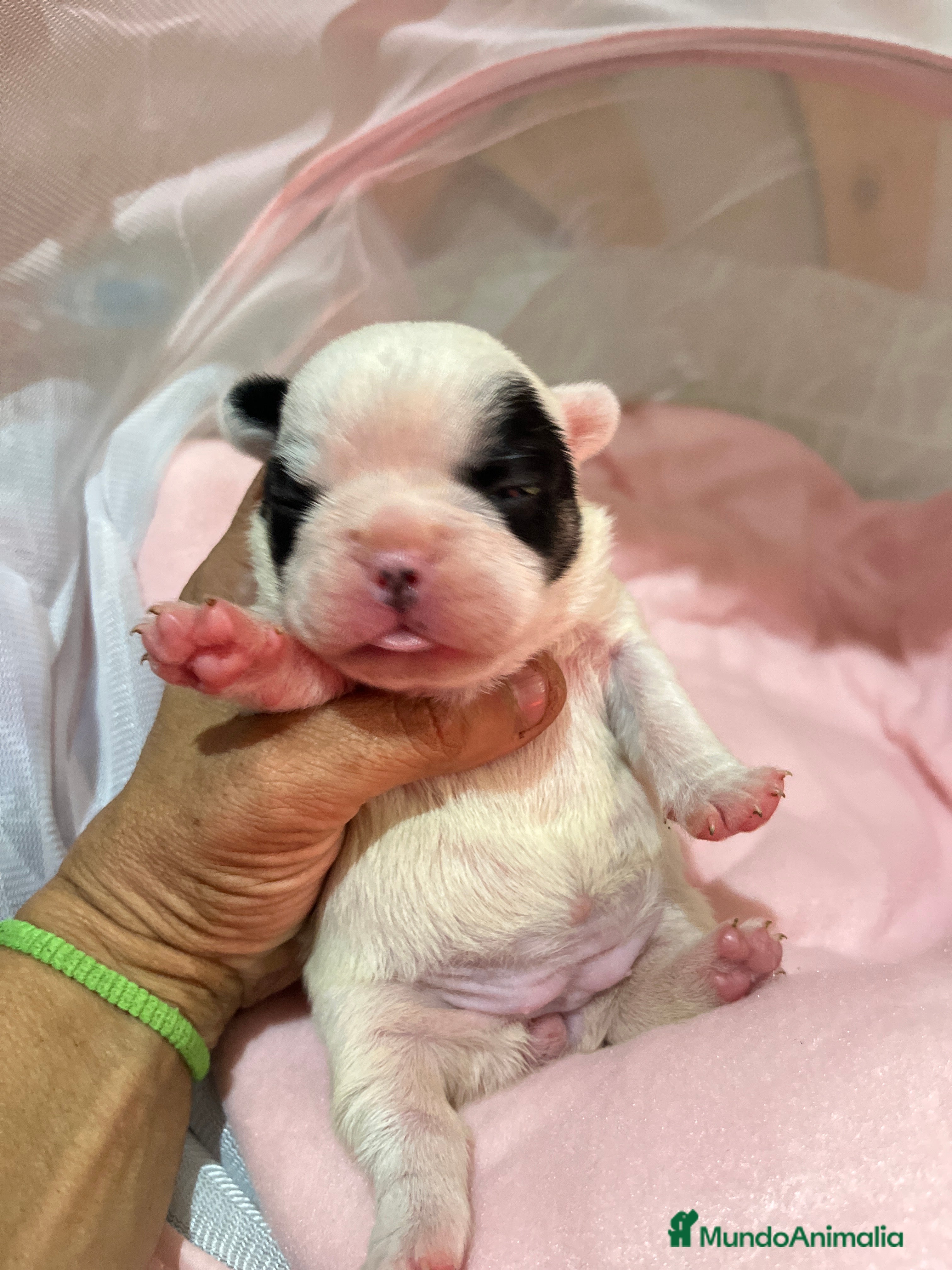 Bulldog Francés perros Bulldog Francés criado en familia Cría responsable - Anuncio 10