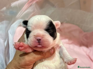 Bulldog Francés perros - Anuncio 3