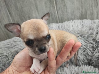 Chihuahua perros CHIHUAHUA - Anuncio 1