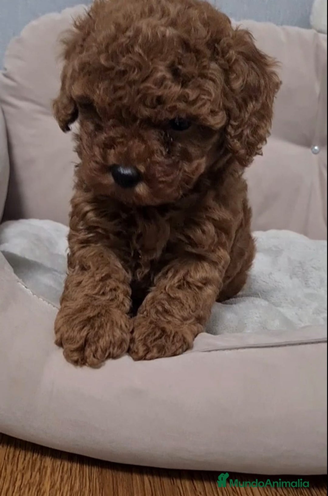 Caniche Toy perros en venta: Preciosos caniches líneas asiáticas  - Anuncio 5