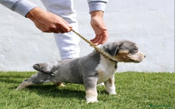 American Pit Bull Terrier perros en venta: American pitbull terrier criado todo en casa - Imagen 3