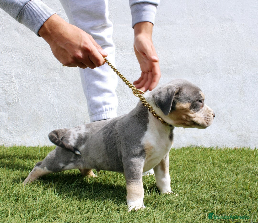 American Pit Bull Terrier perros en venta: American pitbull terrier criado todo en casa - Imagen 3