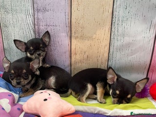 Chihuahua perros Chihuahuas toy !! - Anuncio 2