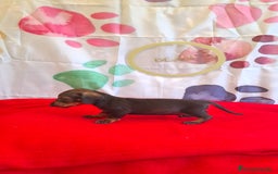 Teckel perros en venta: Teckel  - Imagen 4