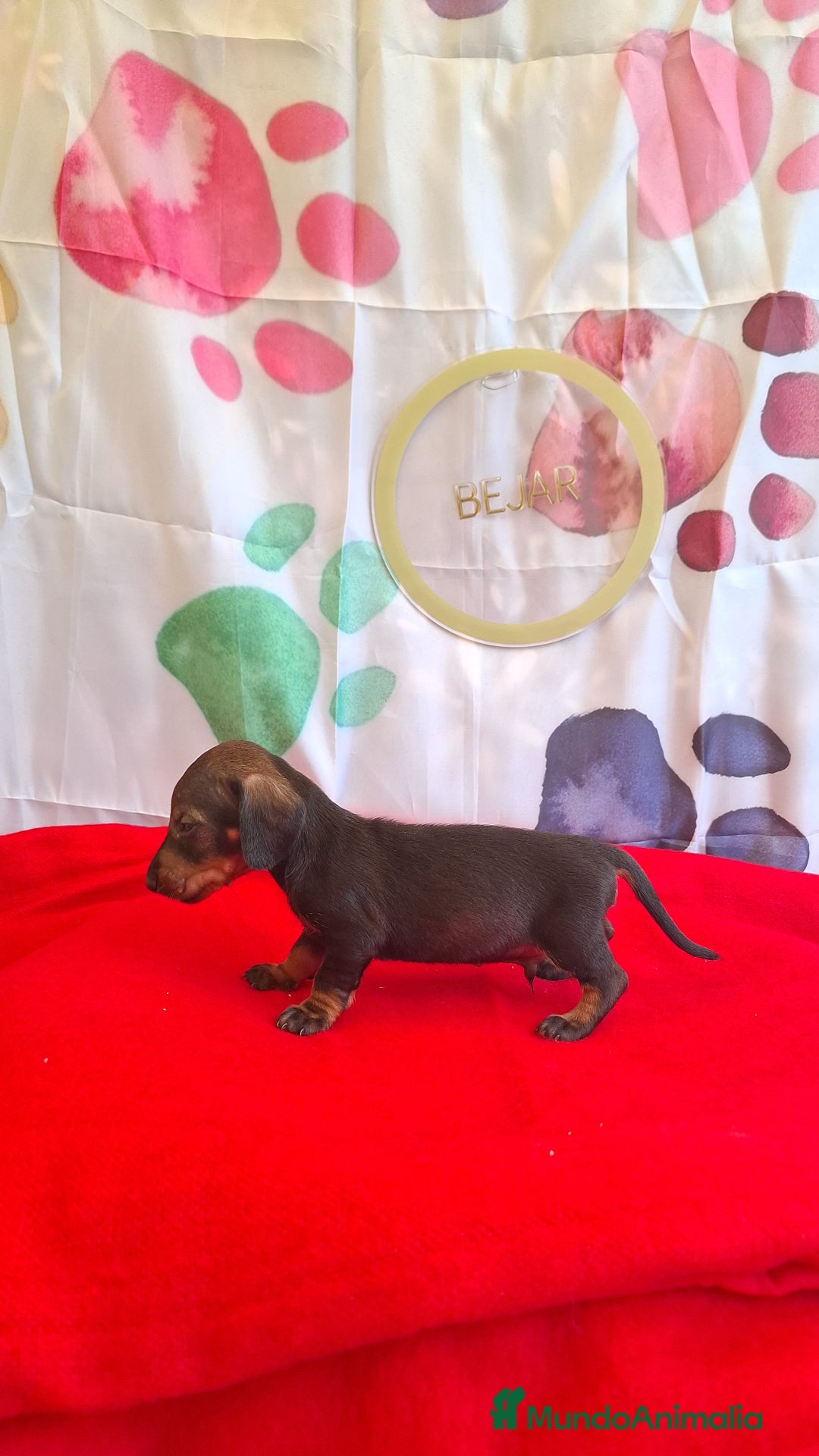 Teckel perros en venta: Teckel  - Imagen 4