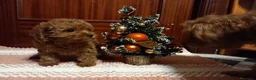 Caniche Toy perros en venta: Caniche toy rojo cachorro - Anuncio 7