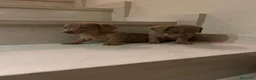 Teckel perros en venta: Teckel kanichen maxima calidad - Anuncio 22