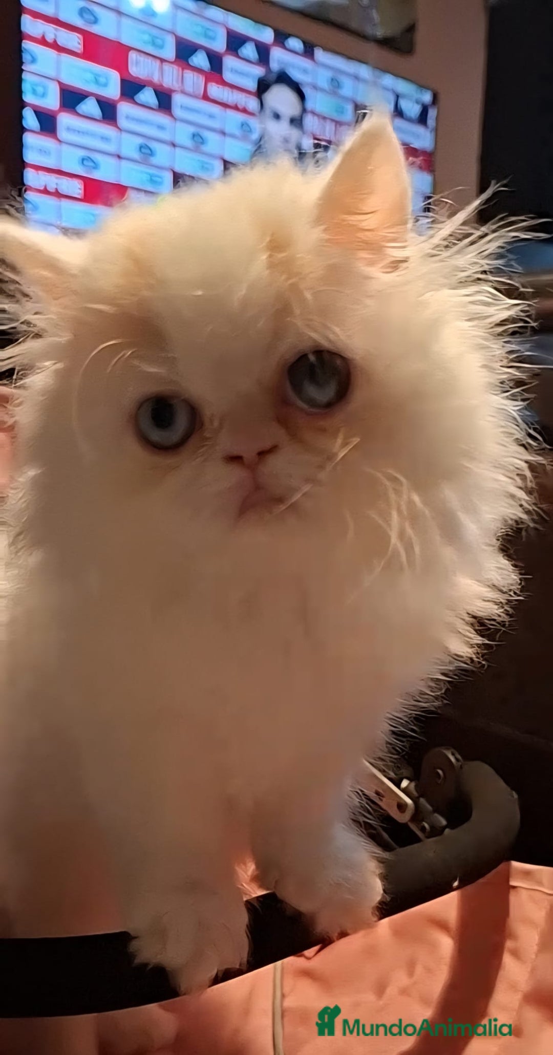 Persa gatos en venta: Precioso Gato Persa  - Anuncio 7